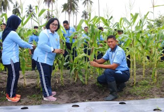Panen jagung manis di lahan milik pertanian RSA Farm Lanud RSA, Kabupaten Natuna, Provinsi Kepulauan Riau. Selasa (22/04/2025).