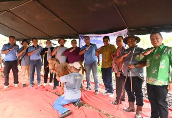 Kontes Patok Kambing dan Domba