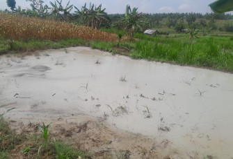 Limbah dari aktivitas pengeboran sumur minyak illegal di Dukuh Klepo Desa Tambakmerak yang di buang di sawah turut wilayah Dukuh Ngantru Desa Sekaran Kecamatan Kasiman Kabupaten Bojonegoro.