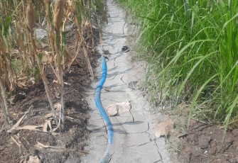 Limbah dari aktivitas pengeboran sumur minyak illegal di Dukuh Klepo Desa Tambakmerak yang di buang di sawah