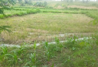 Limbah lumpur dari aktivitas pengeboran sumur minyak ilegal di Dukuh Klepo Desa Tambakmerak yang dialirkan ke sawah berpotensi mencemari lingkungan.