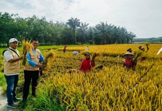 Pengawal Merah Putih (PMP) dan petani saat panen raya padi di Desa Sukadamai Timur, Kecamatan Hinai, Kabupaten Langkat, Minggu (10/8/2025).