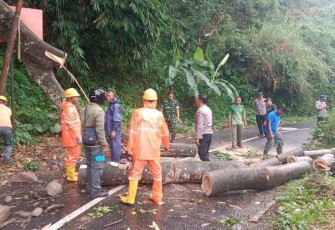 Pasca Pohon Tumbang Menutup Jalan
