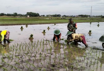 Babinsa Desa Segulung Bersama Petani Lakukan Penanaman Padi untuk Dukung Ketahanan Pangan