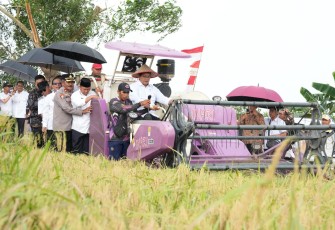 Panen raya padi di Kawasan Transmigrasi Cahaya Baru, Desa Karang Indah, Kecamatan Mandastana, Kabupaten Barito Kuala (Batola), Provinsi Kalimantan Selatan, 20/8/2025.