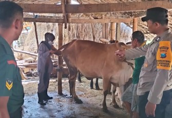 Babinsa Koramil 0803/02 Madiun Dampingi Vaksinasi Hewan Ternak 