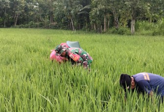 Babinsa Kwadungan Ngawi Aktif Pendampingan Pertanian di Wilayahnya