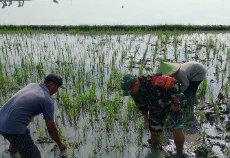 Babinsa Desa Warurejo Bantu Petani Tingkatkan Hasil Panen Padi
