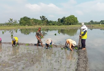 Serka Suyono Aktif Pendampingan Pertanian di Wilayah 
