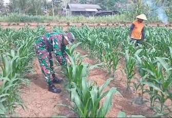 Babinsa Koramil 0801/06 Bandar Bantu Perani Rawat Jagung