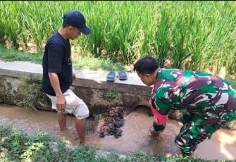 Babinsa Desa Kresek Bersama Poktan Sido Luhur Atur Pengairan Sawah