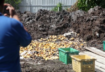 Bea Cukai dan Denpom 1/3 Pekanbaru Gagalkan Penyelundupan 1.400 Keranjang Mangga Thailand Ilegal