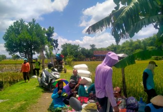 Babinsa Karangjati Dukung Ketahanan Pangan Dampingi Sergap Panen Padi di Wilayahnya 