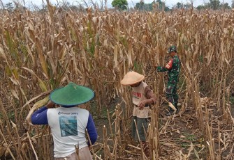 Serka Bambang Dampingi Petani Panen Jagung