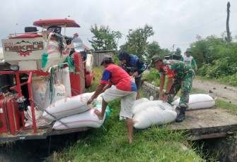 Anggota TNI Kodim Ponorogo Pendampingan Panen Padi dan Sosialisasi Sergab