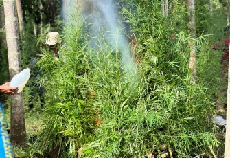 Ribuan Batang Ganja di Aceh Utara saat Dimusnahkan