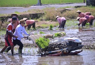 Wakil Bupati Karanganyar Adhe Eliana membajak sawah bersama anggota kelompok tani di Desa Baturan, Kecamatan Colomadu, Rabu (16/4/2025)