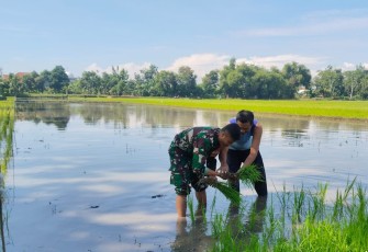 Serda Sony Dampingi Petani Tanam Padi