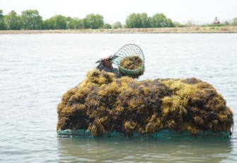 Panen rumput laut 