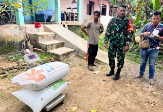 Babinsa Koramil 0801/01 Pacitan Dampingi Serapan Gabah Di Wilayah Binaan