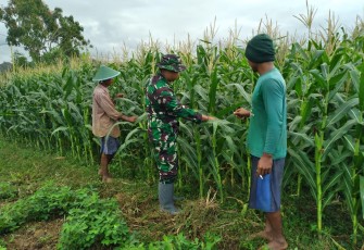 Babinsa Koramil 0801/01 Pacitan Rawat Tanaman Jagung