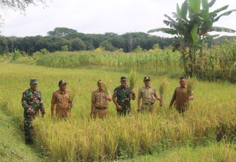 Kasdim 0803/Madiun Hadiri Panen Perdana Padi Gogo Program Irpom