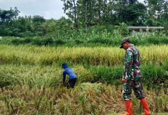Upaya Anggota TNI Kodim Ponorogo Sejahterakan Petani