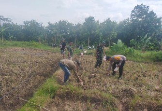 Babinsa Banjarejo Dampingi Penanaman Jagung di Wilayah Binaan