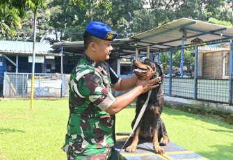 Unit Satuan Hewan (K9) Satuan Polisi Militer Angkatan Udara (Satpomau) Lanud Husein Sastranegara merupakan satuan tugas yang memiliki peran strategis dalam menjaga keamanan di lingkungan pangkalan udara