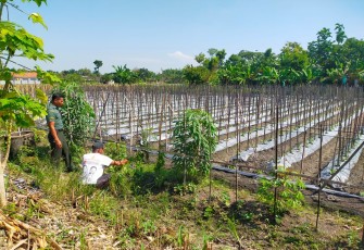 Babinsa Karangjati Pendampingan Petani Buah Melon