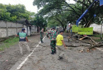 TNI Polri dan BPBD Trenggalek Bersatu Amankan Jalan dari Ancaman Pohon Tumbang