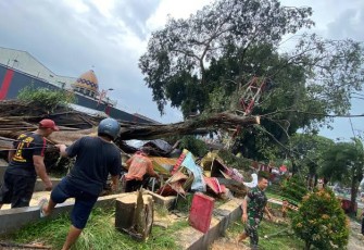 Pohon Tumbang saat Salat Ied di Pemalang