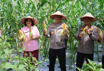 Kapolda Kalteng bersama Bhayangkari saat Panen Jagung di Lahan Pekarangan Pangan Lestari