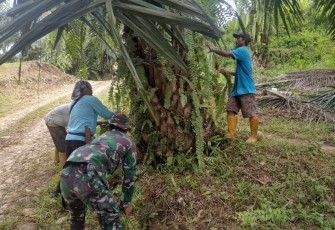 Satgas TMMD Ke-124 Kodim 0408/BS Bantu Warga Panen Kelapa Sawit