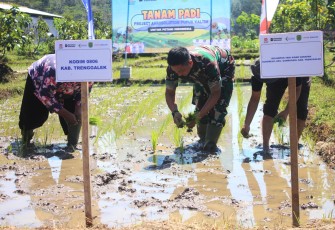 Dandim 0806/Trenggalek, Letkol Inf Isnanto Roy Saputro, S.H., M.Si, saat memimpin langsung kegiatan tanam padi bersama Kelompok Tani (Poktan) Sinar Harapan.