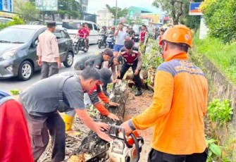 BPBD saat Evakuasi Pohon Tumbang di Km 10