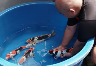 Breeder Doitsu Showa Terbesar ke-2 di Dunia