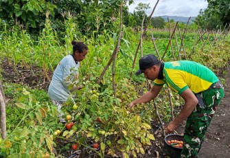Panen tomat bersama warga Fohoeka, Rabu (14/1)