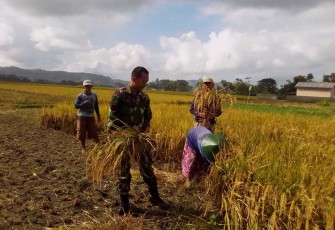 Koptu Riyadi bantu panen padi petani desa binaan 