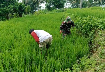 Serka Rapingi bantu penyiangan hama tanaman padi