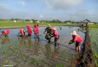 Bantu tanam padi warga binaan 
