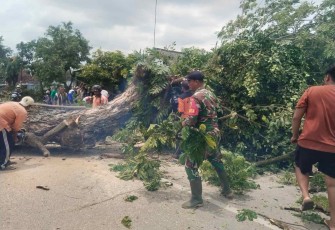 Pangkas pohon rawan bahaya di wilayah desa binaan 