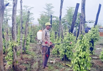 Tauri Saputra sukses budidaya lada