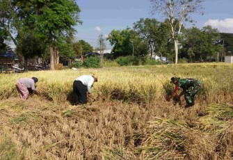 Bantu panen padi warga binaan