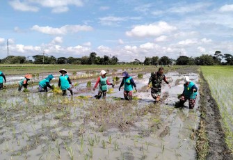 Semai padi wilayah desa binaan