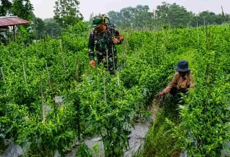 Bantu petani rawat tanaman cabai