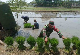 Bantu tanam padi wilayah desa binaan