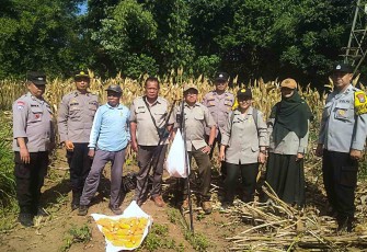 Panen jagung di Kedungkandang