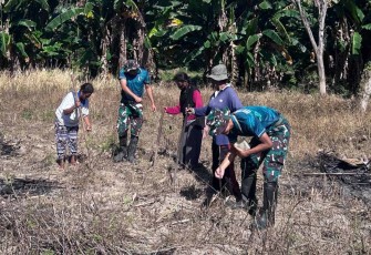 Tanam jagung diperbatasan