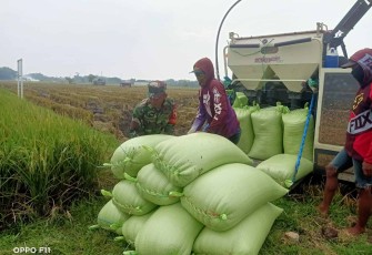 Bantu angkut gabah petani desa binaan